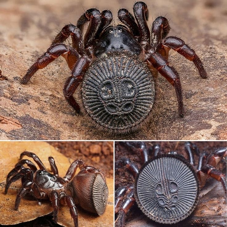 Spider ring