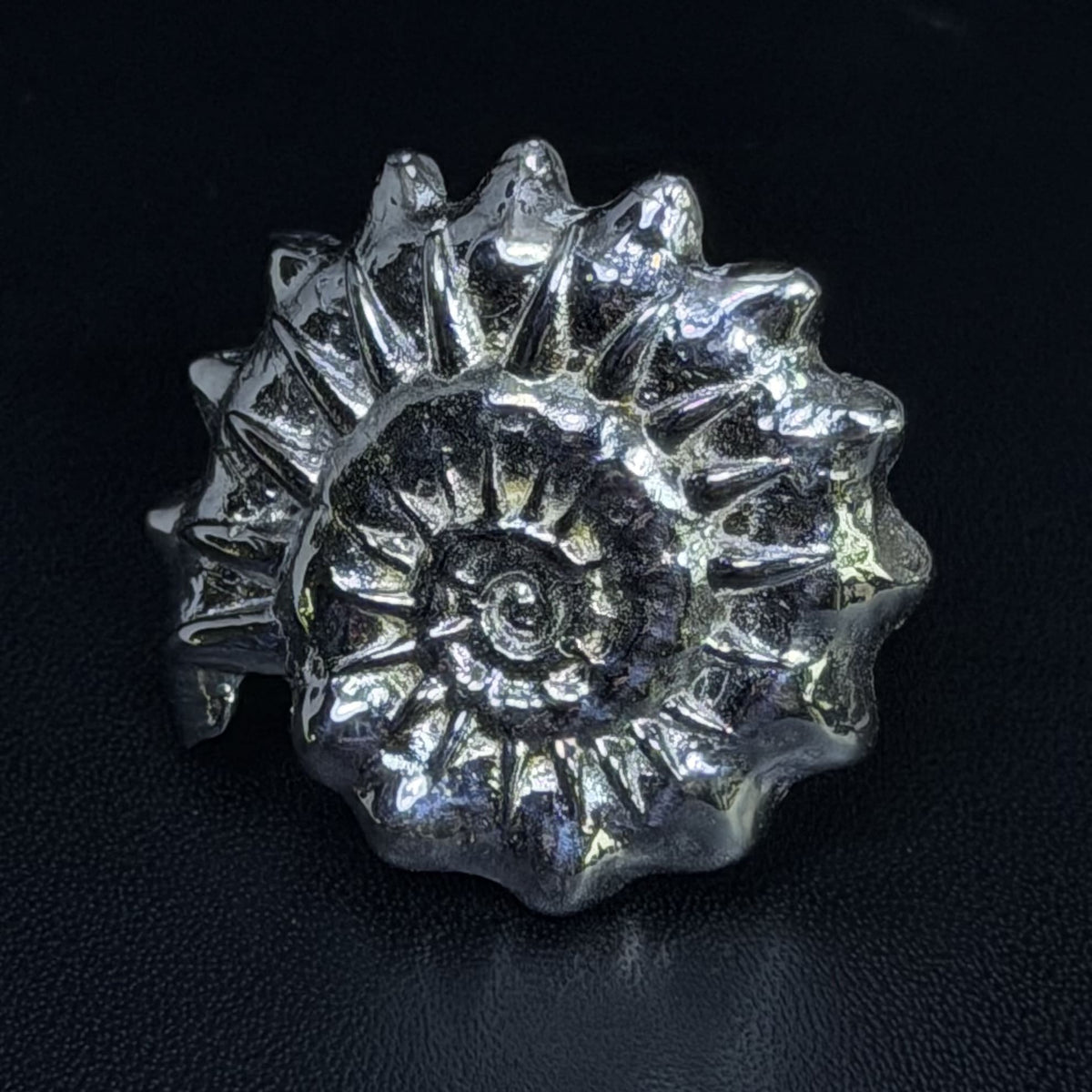 Ammonite ring