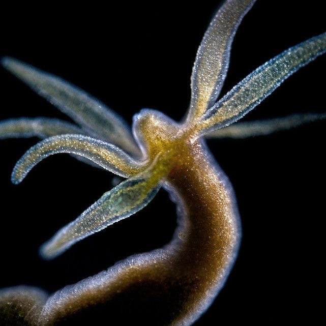 Hydra earcuff