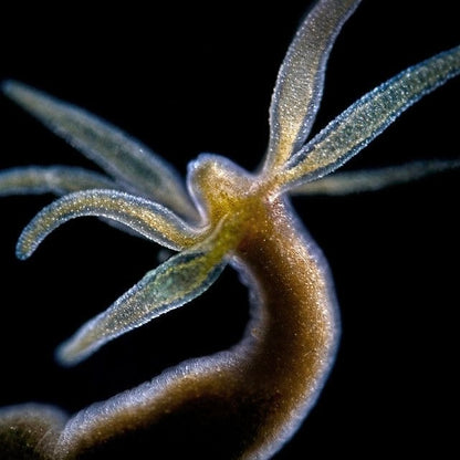 Hydra earcuff