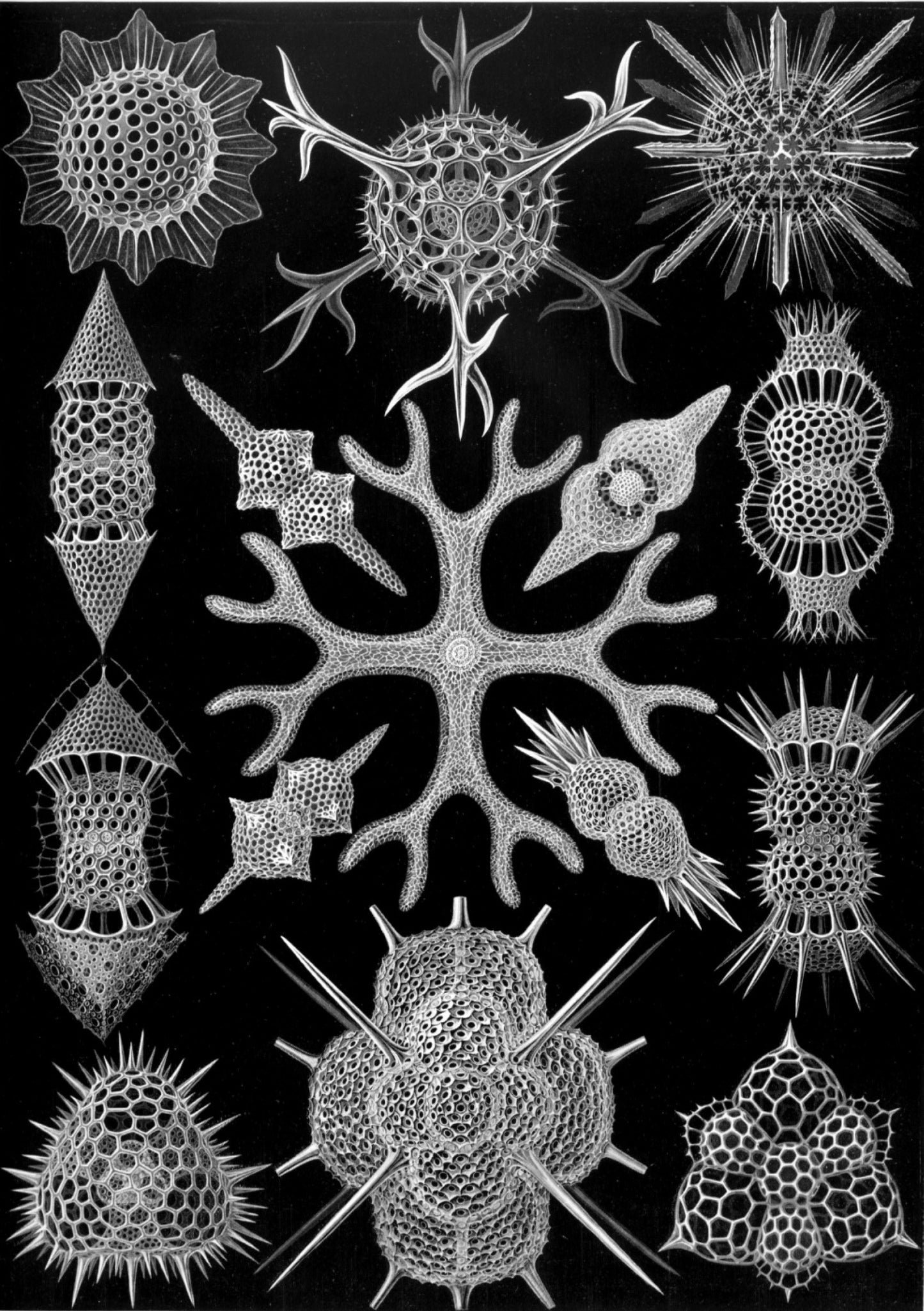 Radiolaria ring