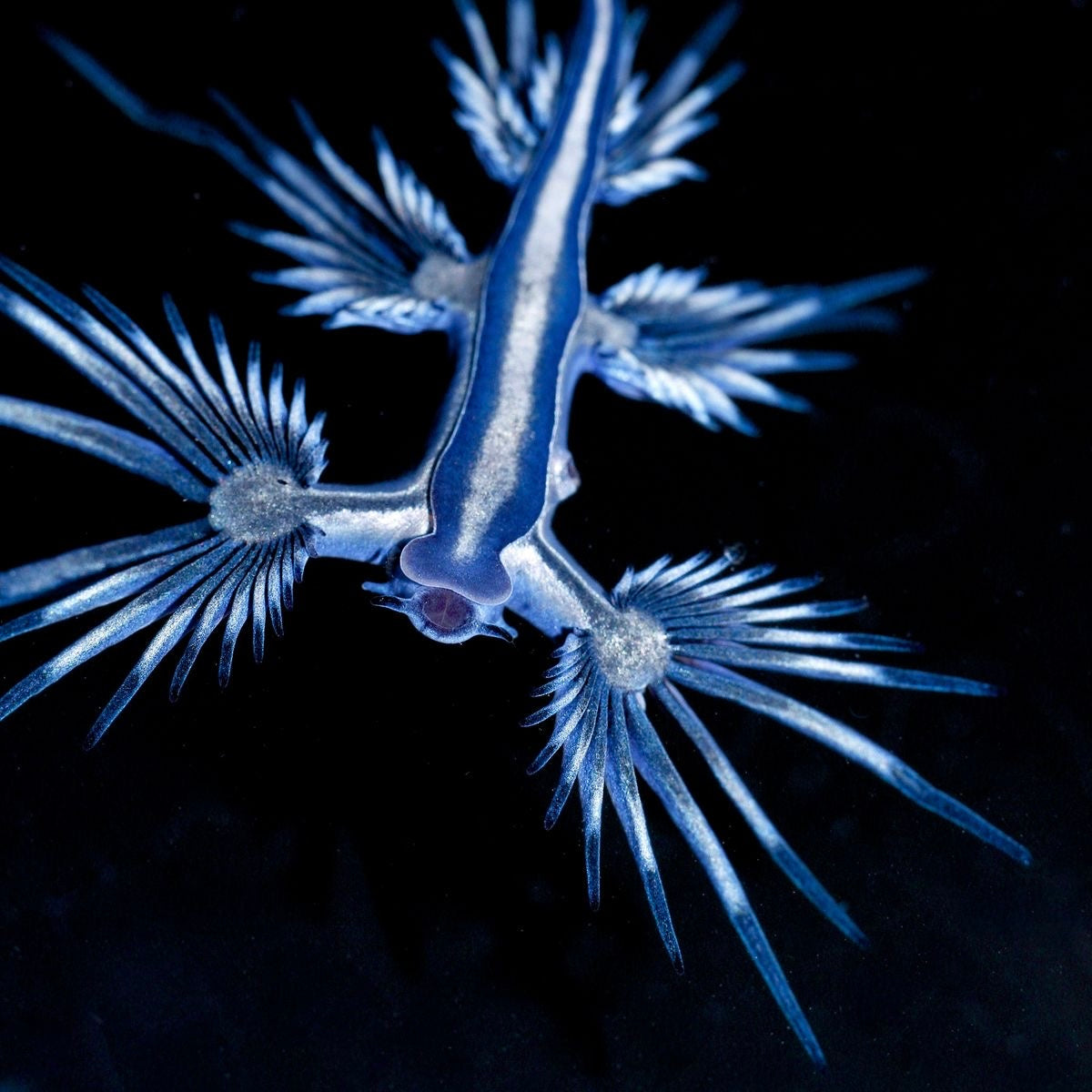 Glaucus pendant