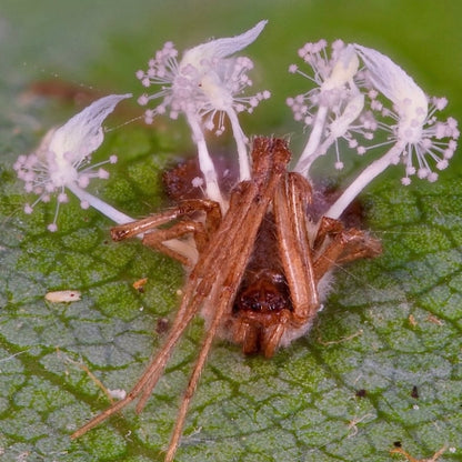 Сordyceps ring