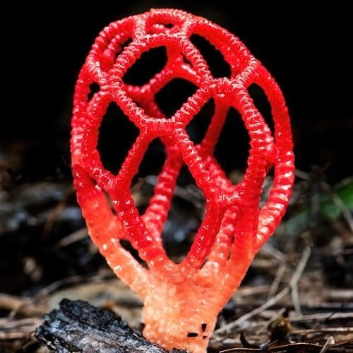 Clathrus ruber ring