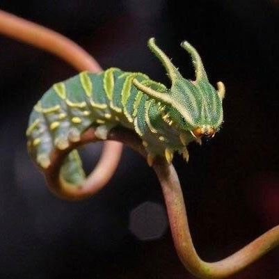 Larval pendant