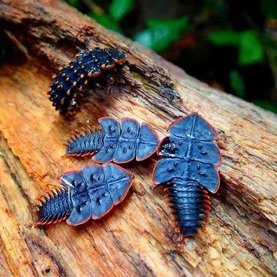 Trilobite bug pendant