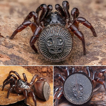 Spider ring